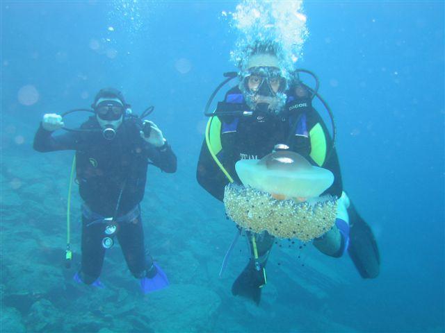 erman dive